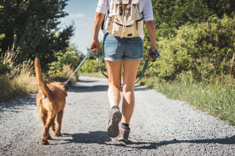 A dog walking outdoors with its owner